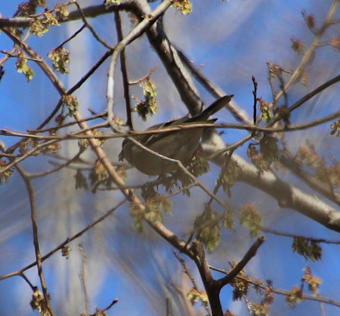 American Goldfinch - ML631464889