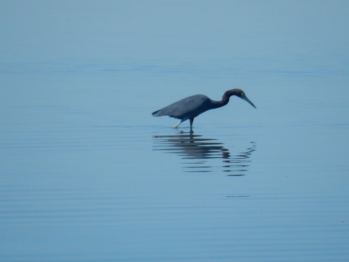 Little Blue Heron - ML631464954
