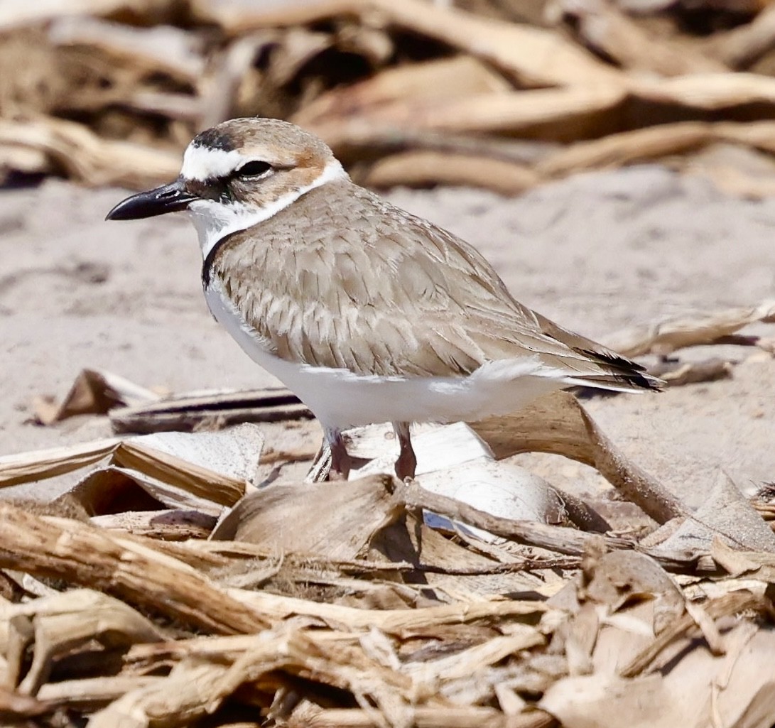 Wilson's Plover - ML631464986
