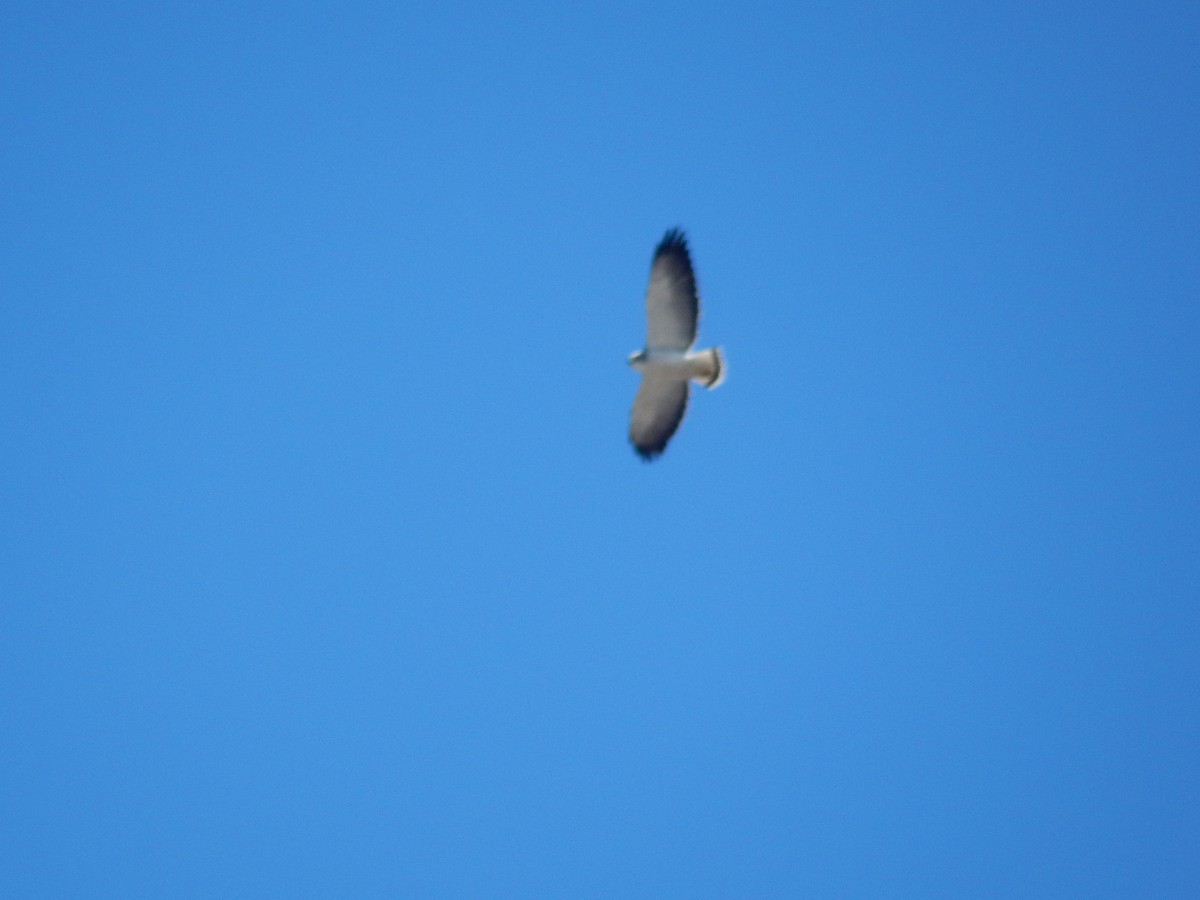 White-tailed Hawk - ML631465044
