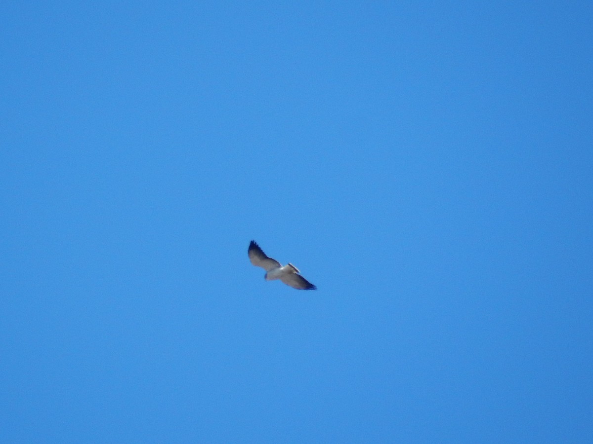 White-tailed Hawk - ML631465048