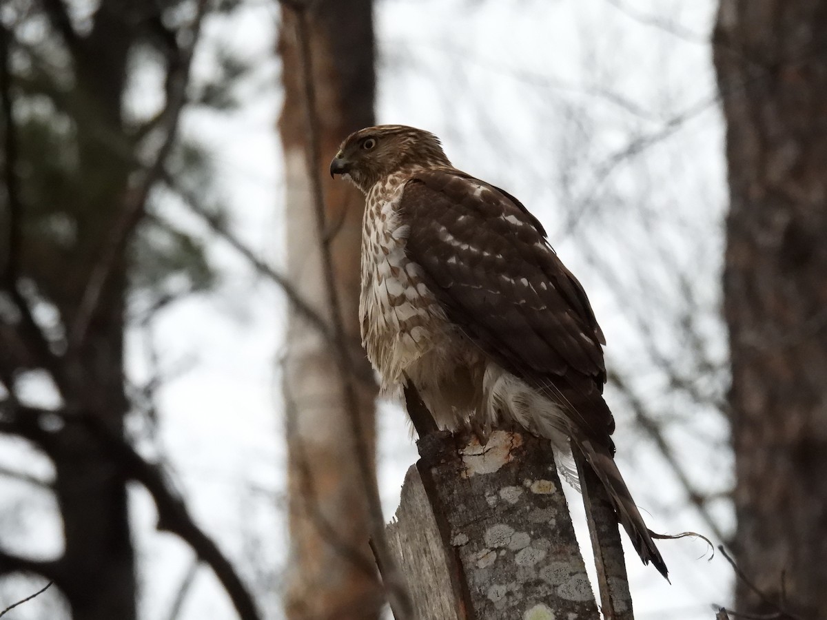 Cooper's Hawk - ML631465061