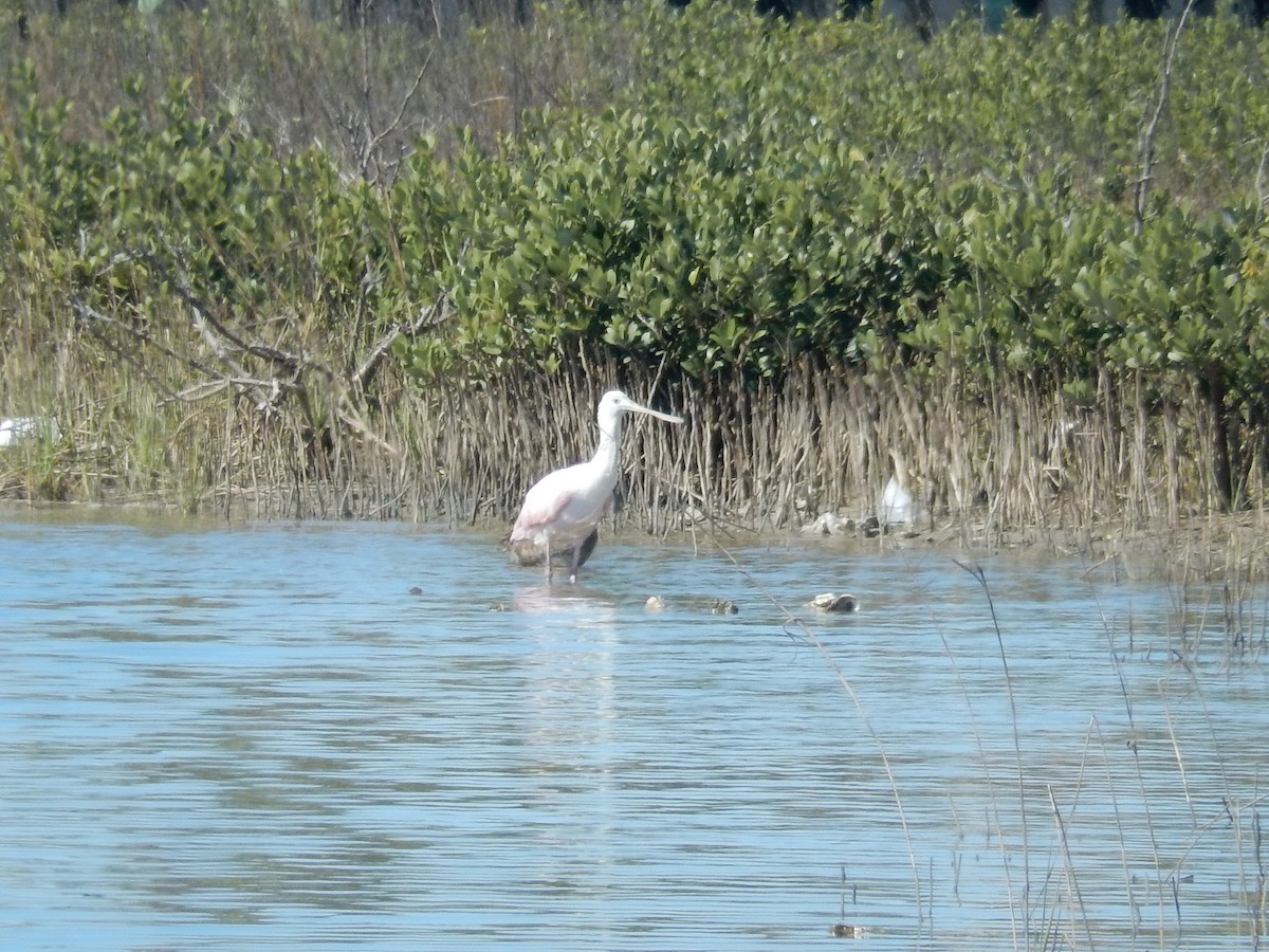 Roseate Spoonbill - ML631465065