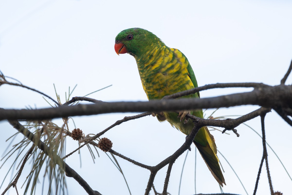Scaly-breasted Lorikeet - ML631465105