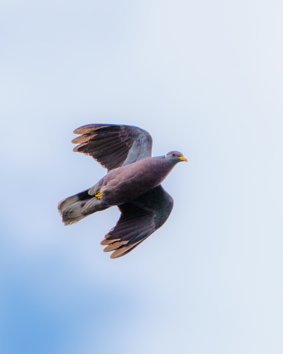 Band-tailed Pigeon - ML631465120