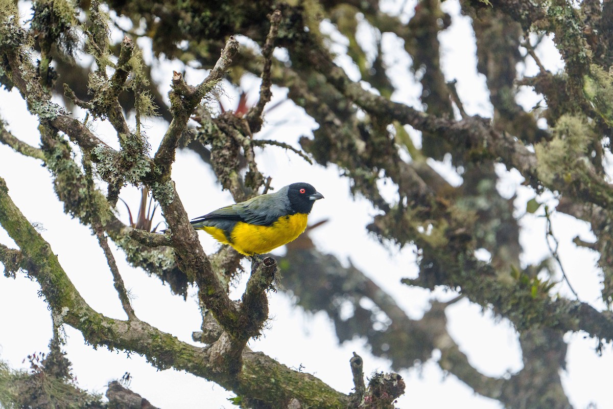 Hooded Mountain Tanager - ML631465164