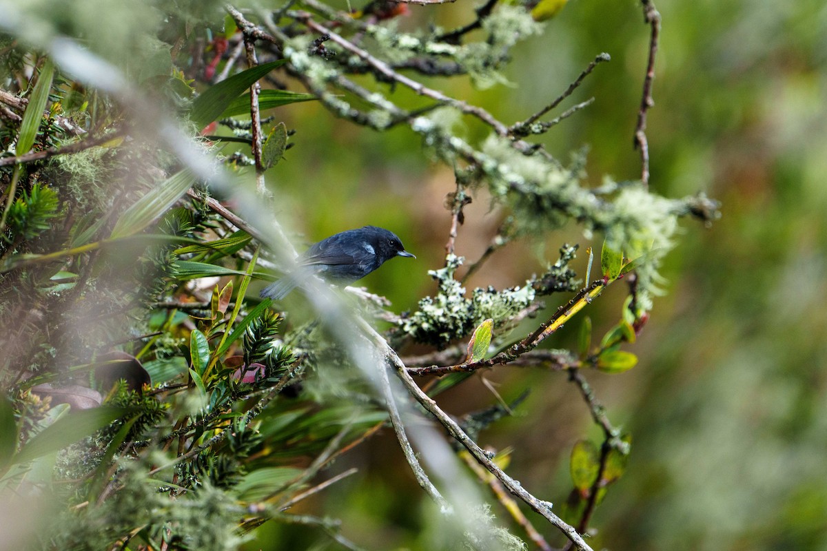 Black Flowerpiercer - ML631465168