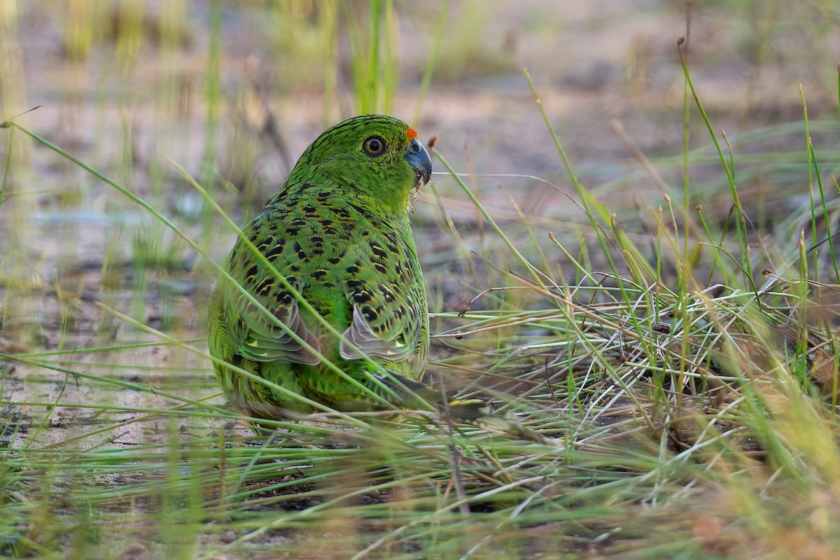 Ground Parrot - ML631465201