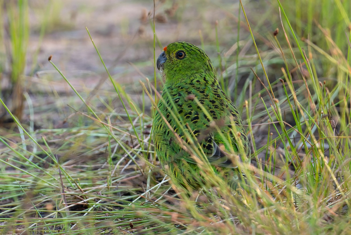 Ground Parrot - ML631465218