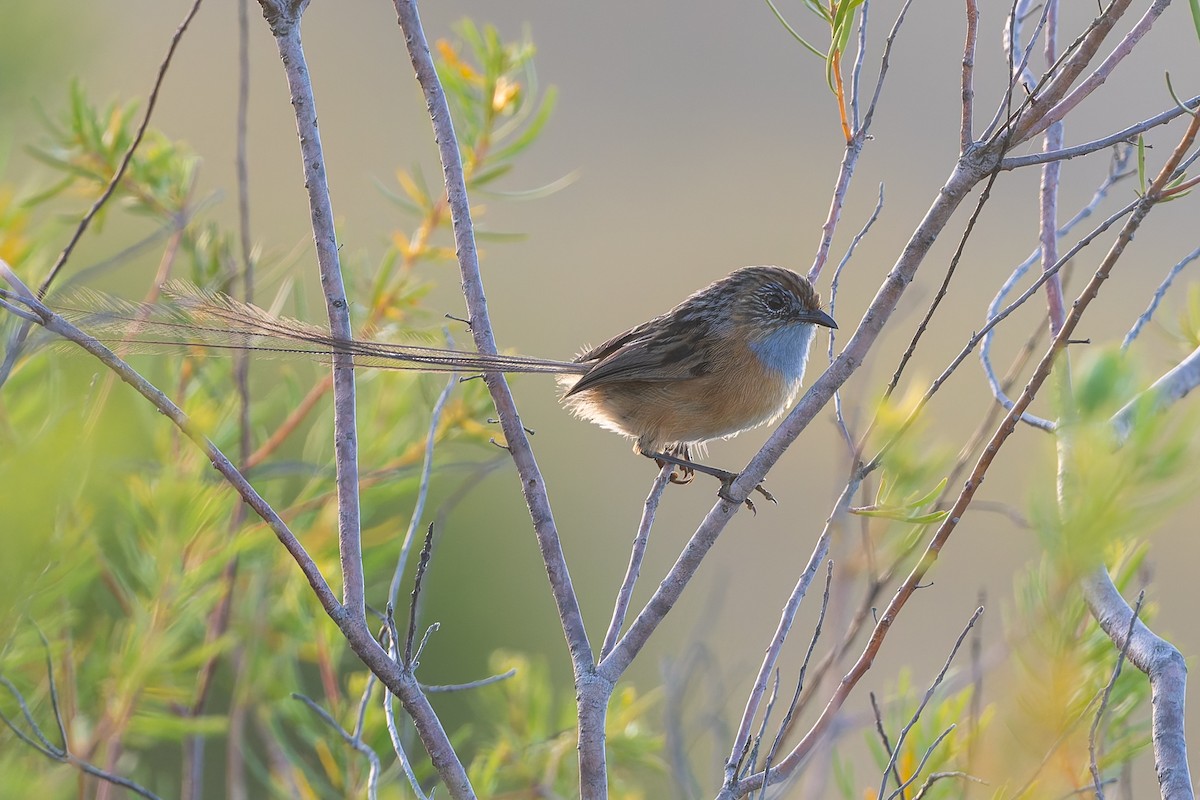 Southern Emuwren - ML631465222