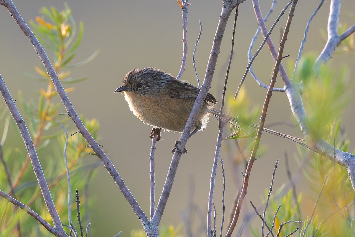 Southern Emuwren - ML631465227