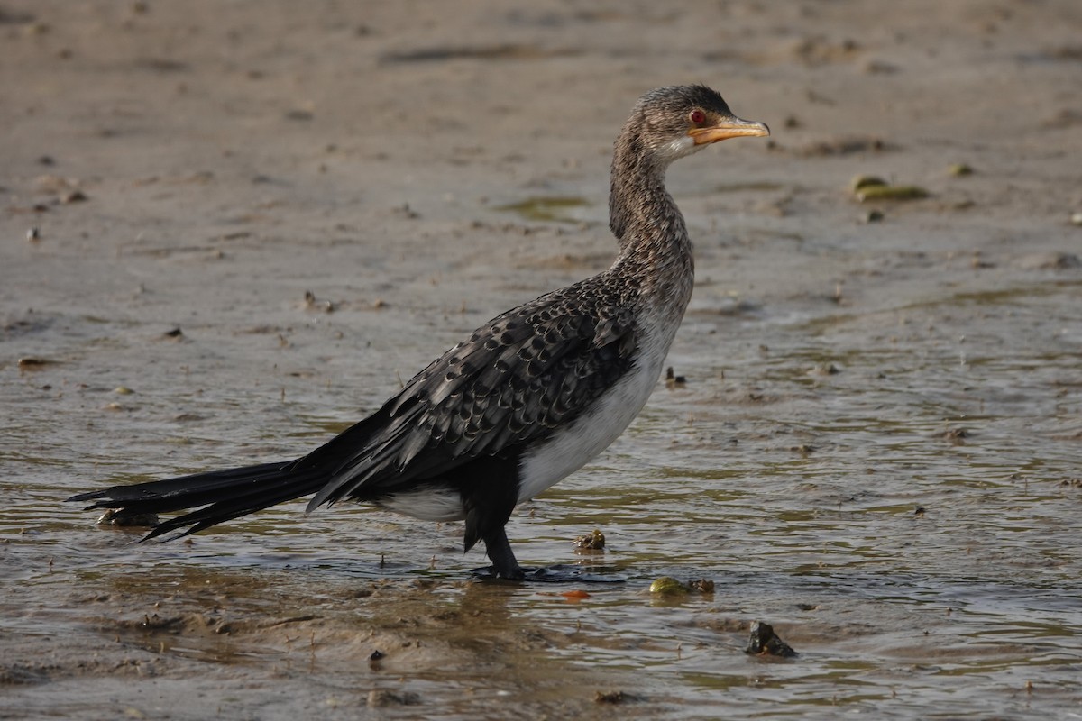Reed Cormorant - ML631465417