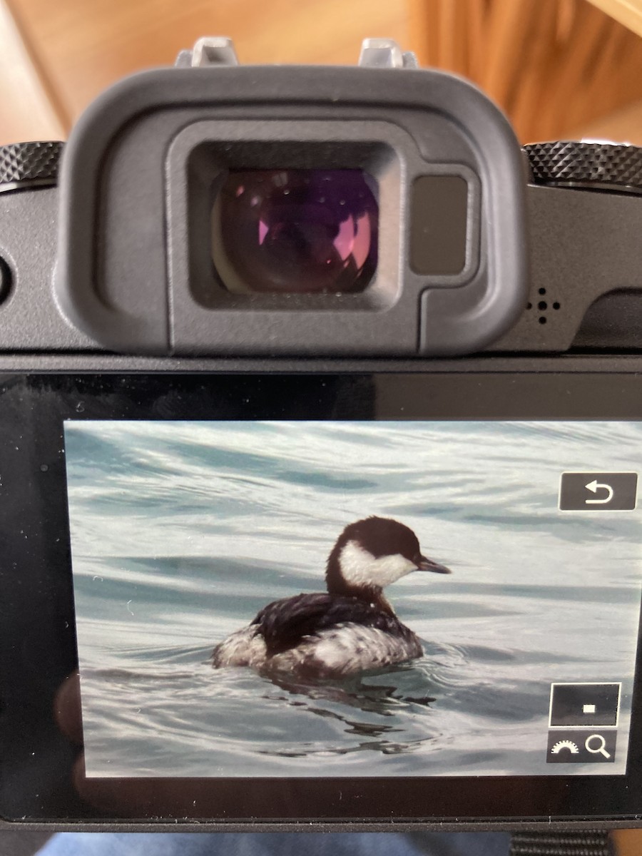 Horned Grebe - ML631465419
