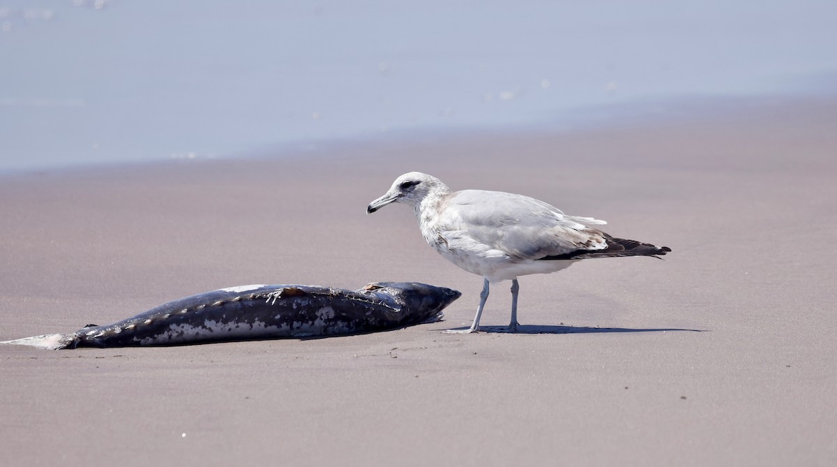 California Gull - ML631465502