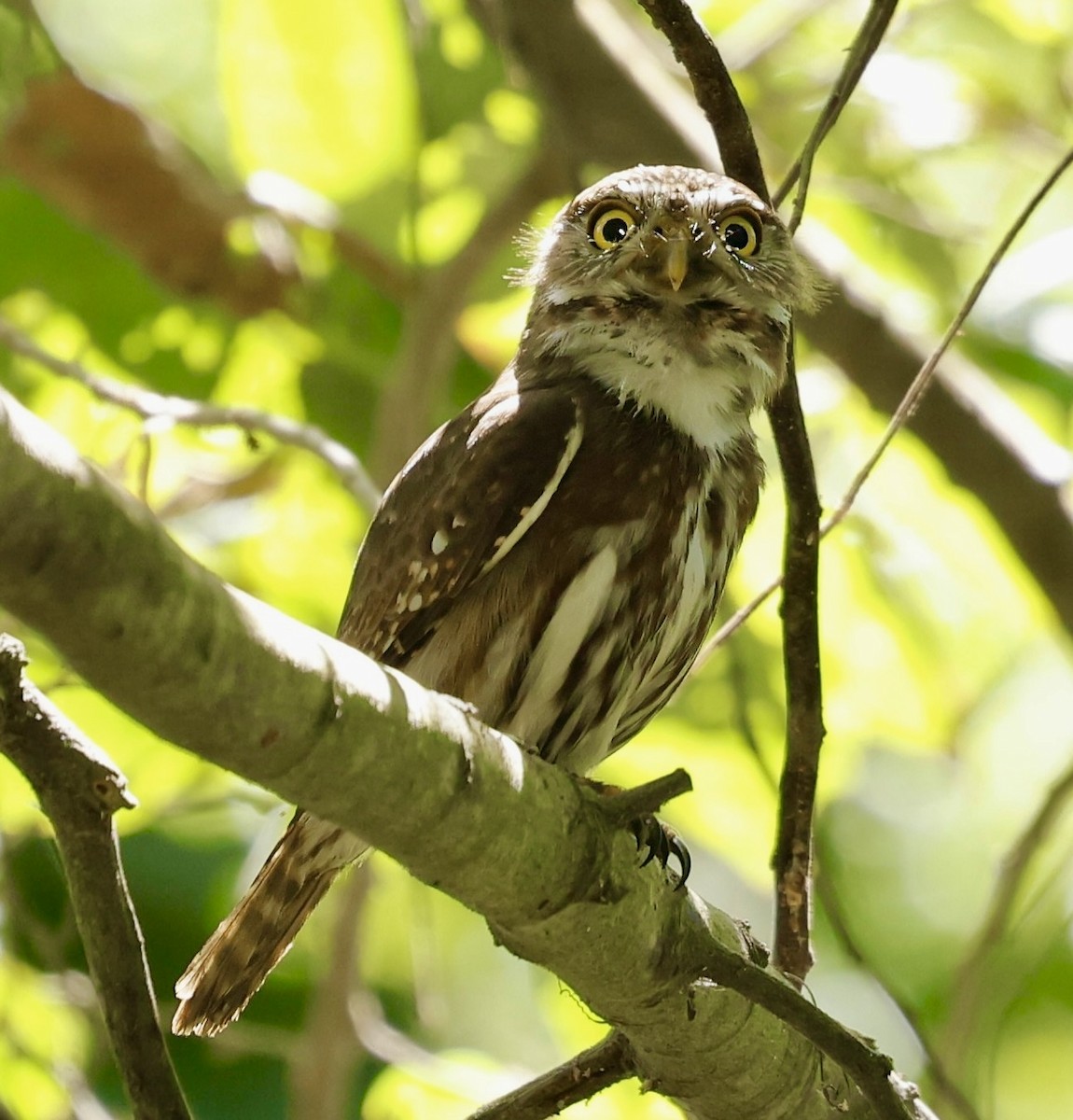Ferruginous Pygmy-Owl - ML631465533
