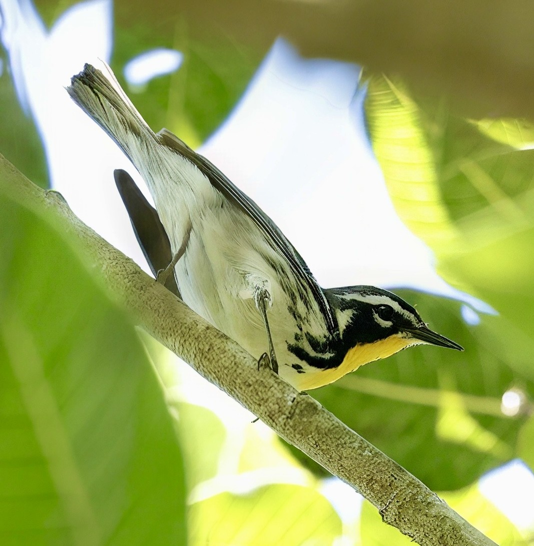 Yellow-throated Warbler - ML631465561