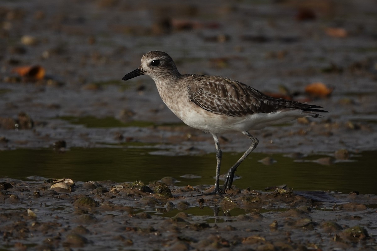 Black-bellied Plover - ML631465579