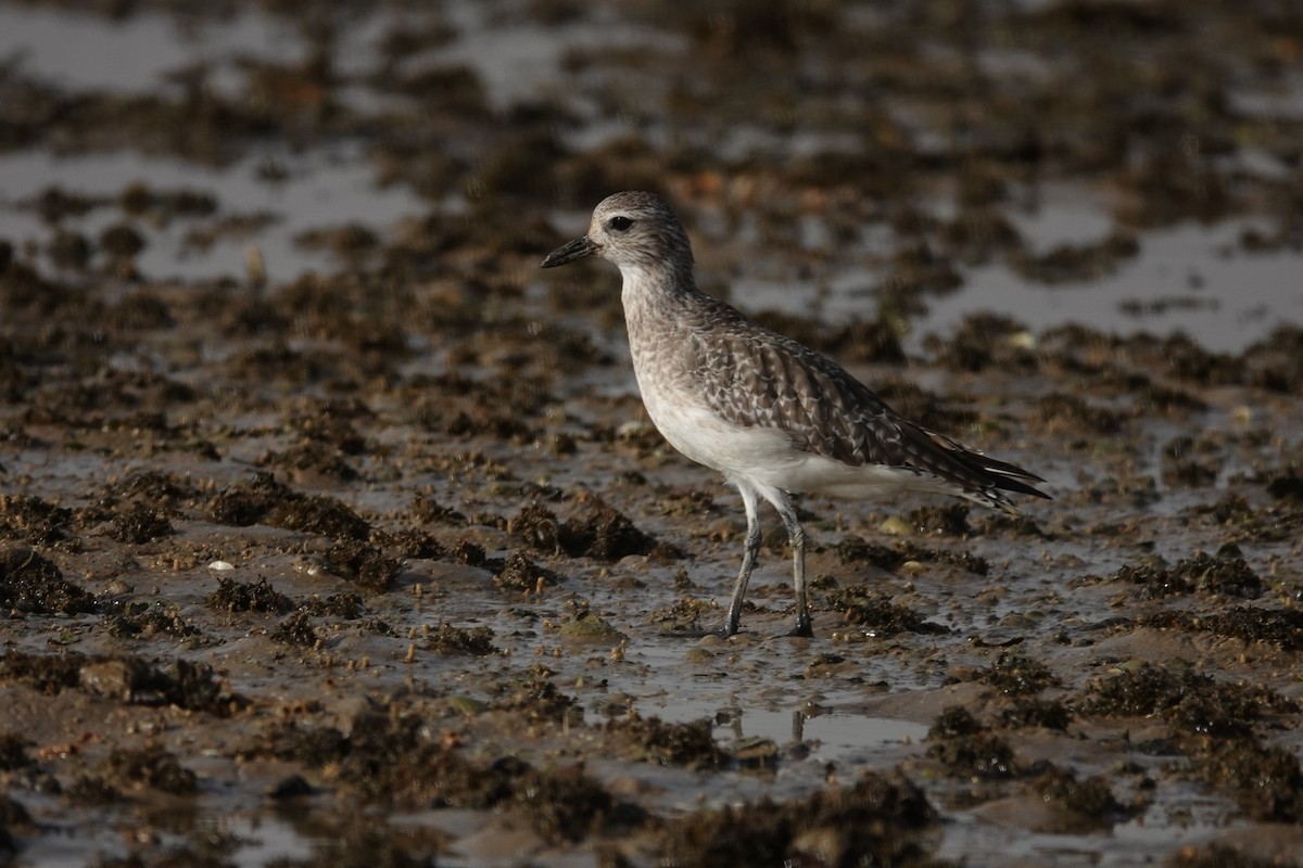 Black-bellied Plover - ML631465595