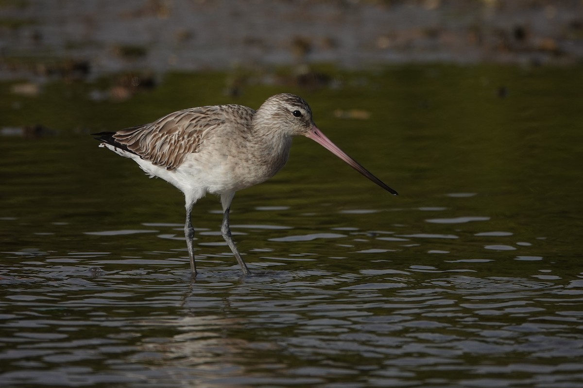 Bar-tailed Godwit - ML631465735