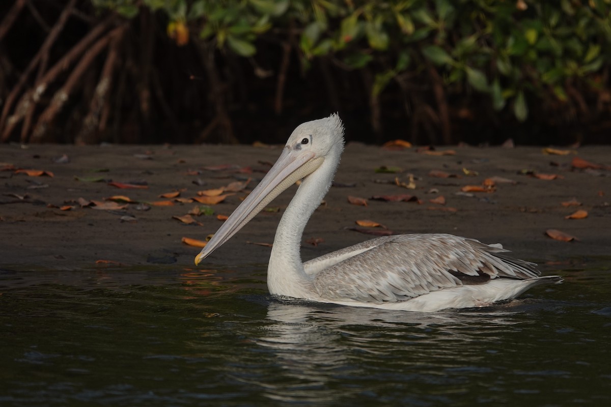 Pink-backed Pelican - ML631465761