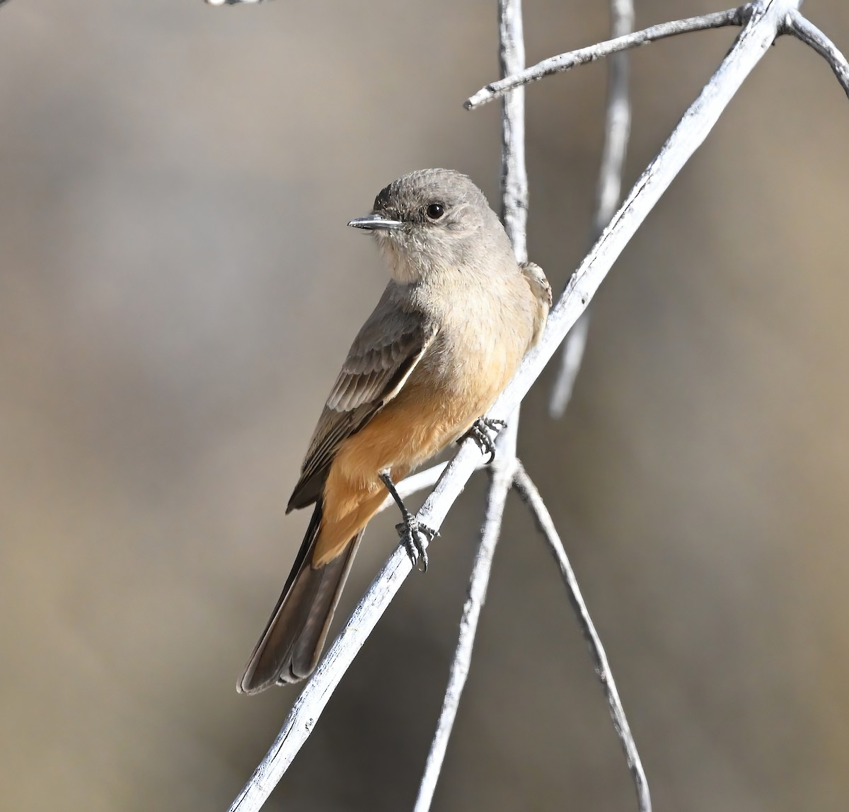Say's Phoebe - ML631465832