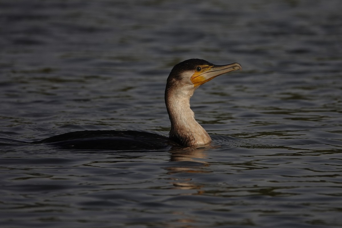 Great Cormorant (White-breasted) - ML631465878