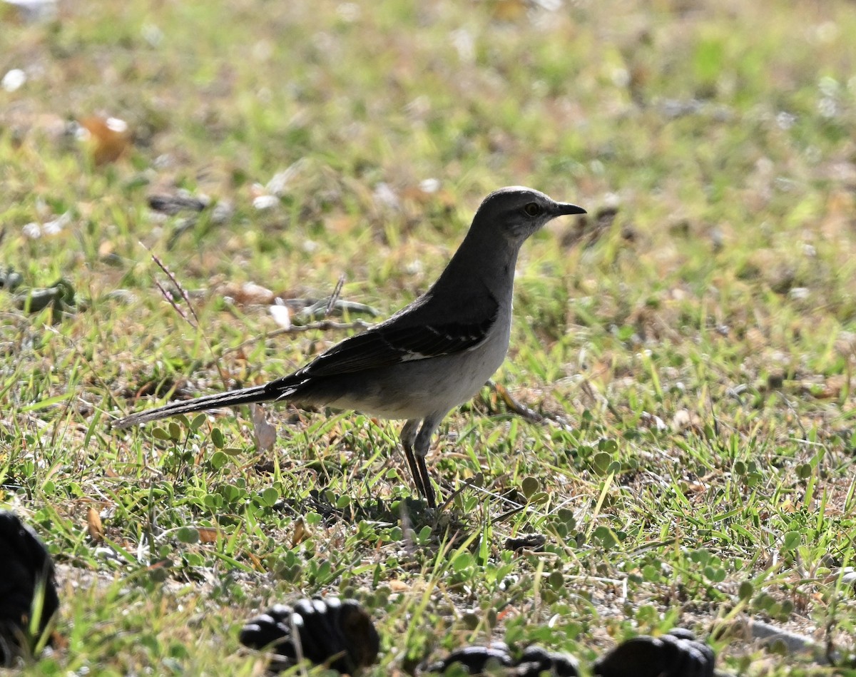Northern Mockingbird - ML631465921