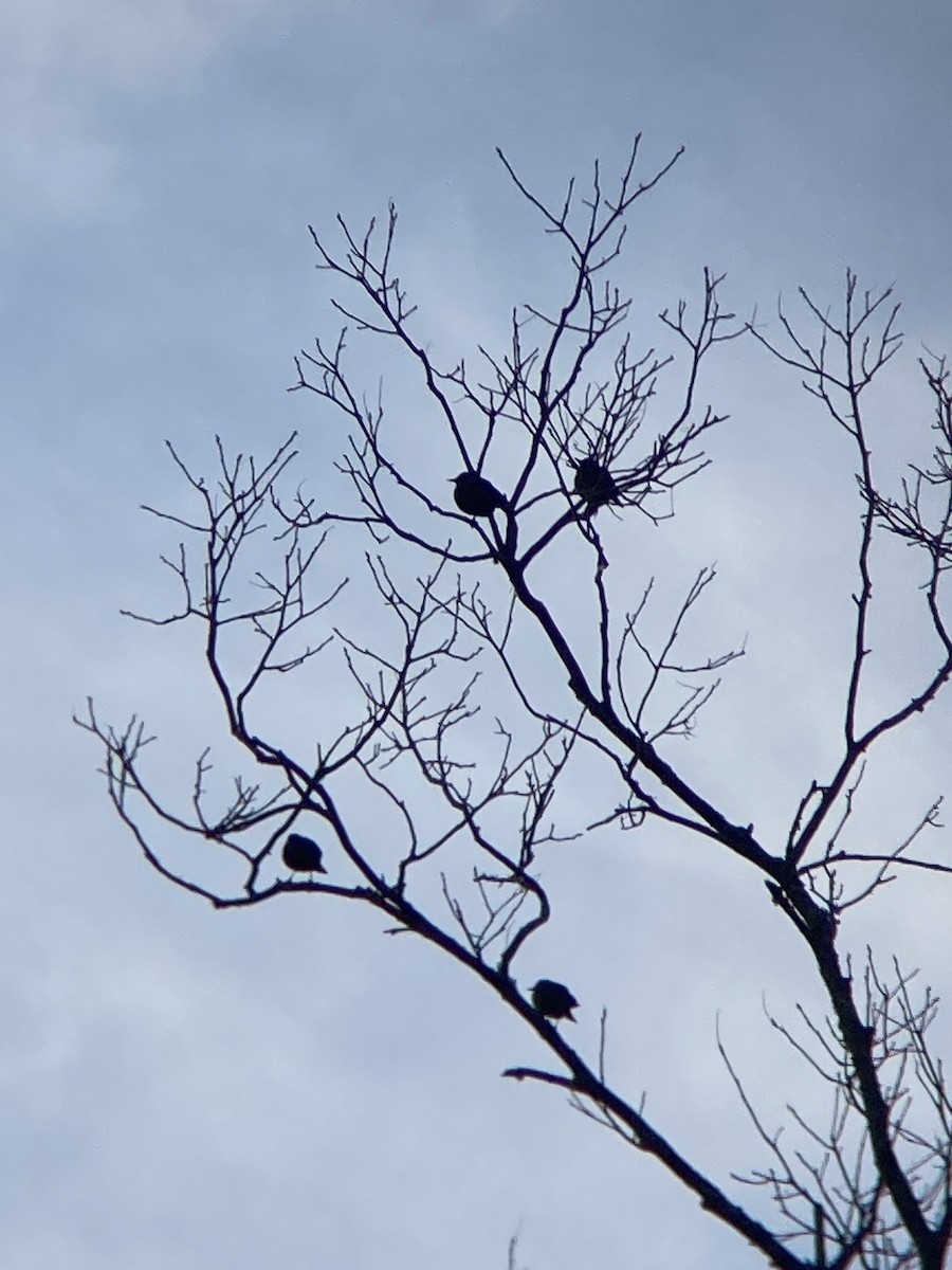 Rusty Blackbird - ML631465924