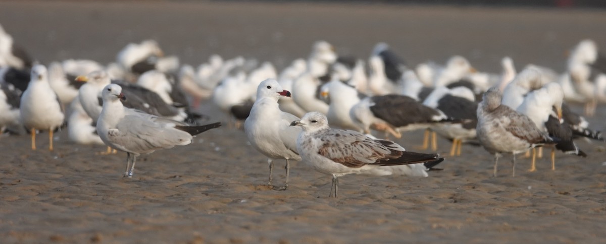 Audouin's Gull - ML631465975