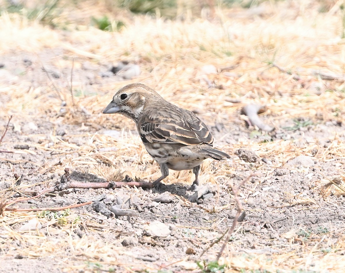 Lark Bunting - ML631465996