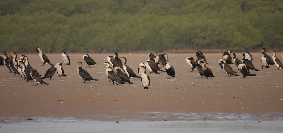 Great Cormorant (White-breasted) - ML631466061