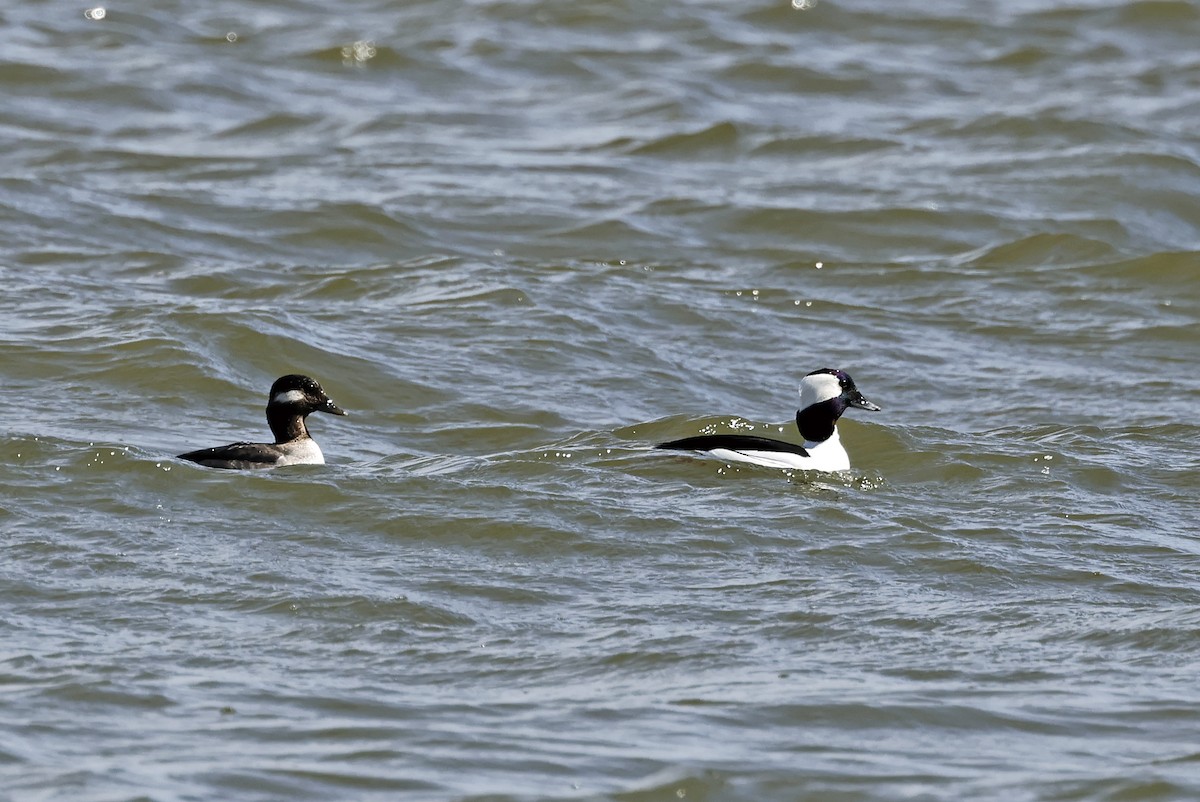 Bufflehead - ML631466077