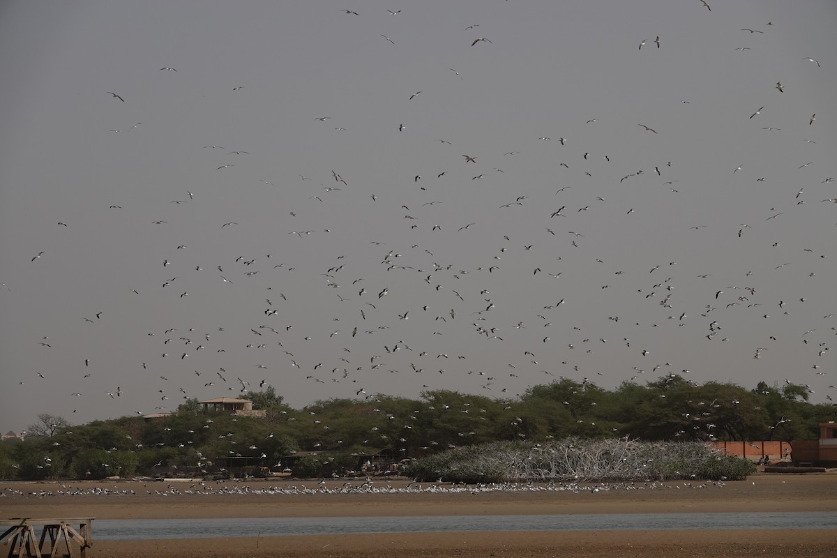 Lesser Black-backed Gull - ML631466088