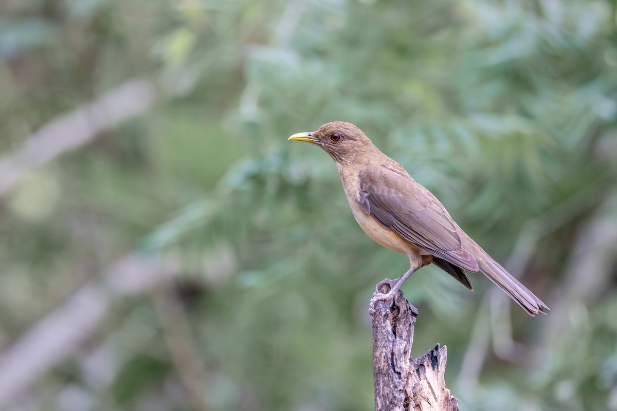Clay-colored Thrush - ML631466149