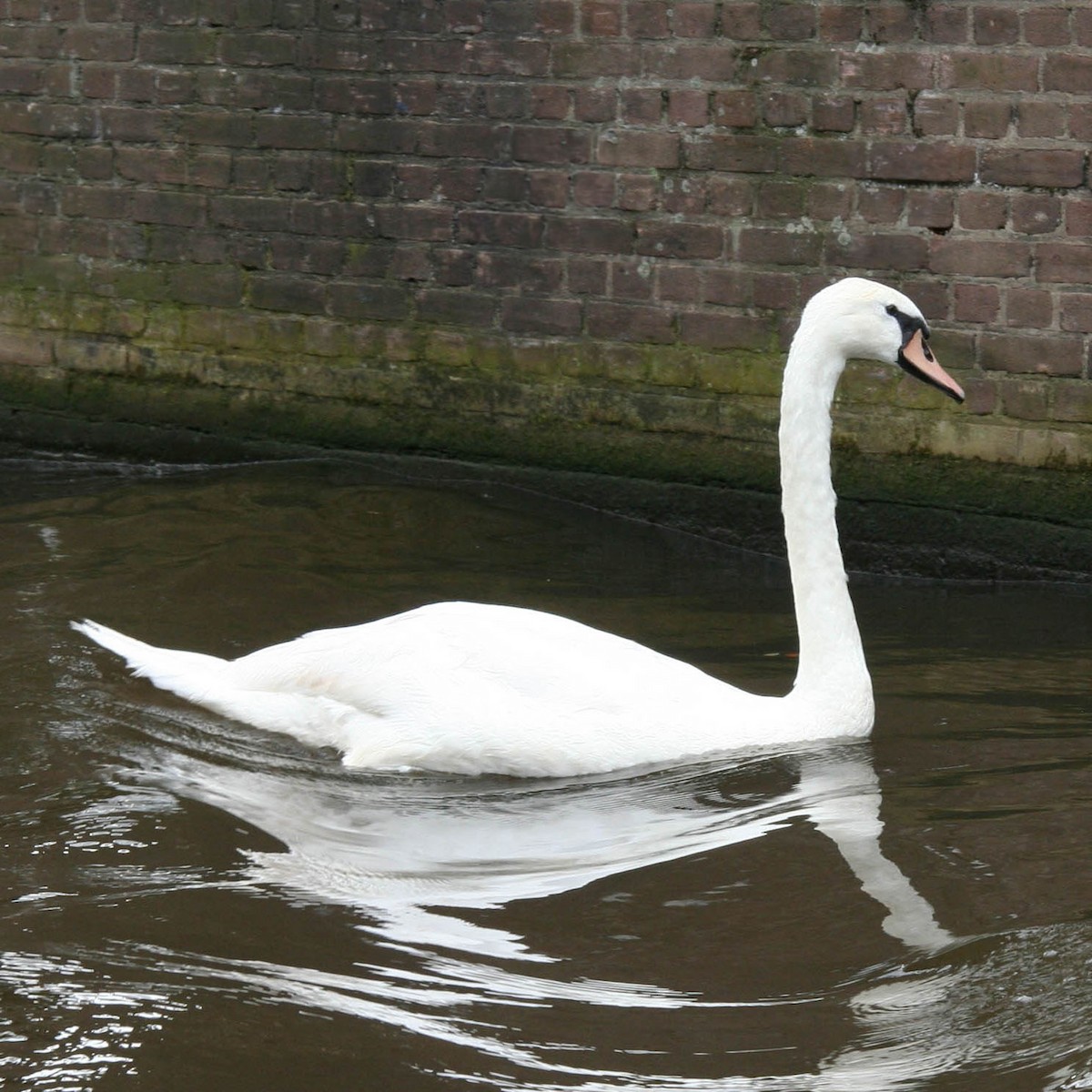 Mute Swan - ML631466161