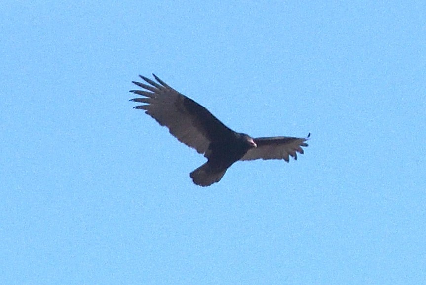 ヒメコンドル - ML631466218