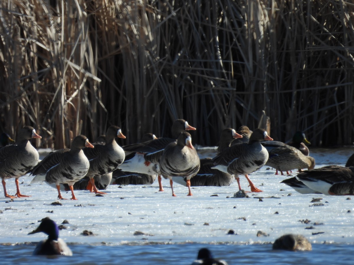 Greater White-fronted Goose - ML631466284