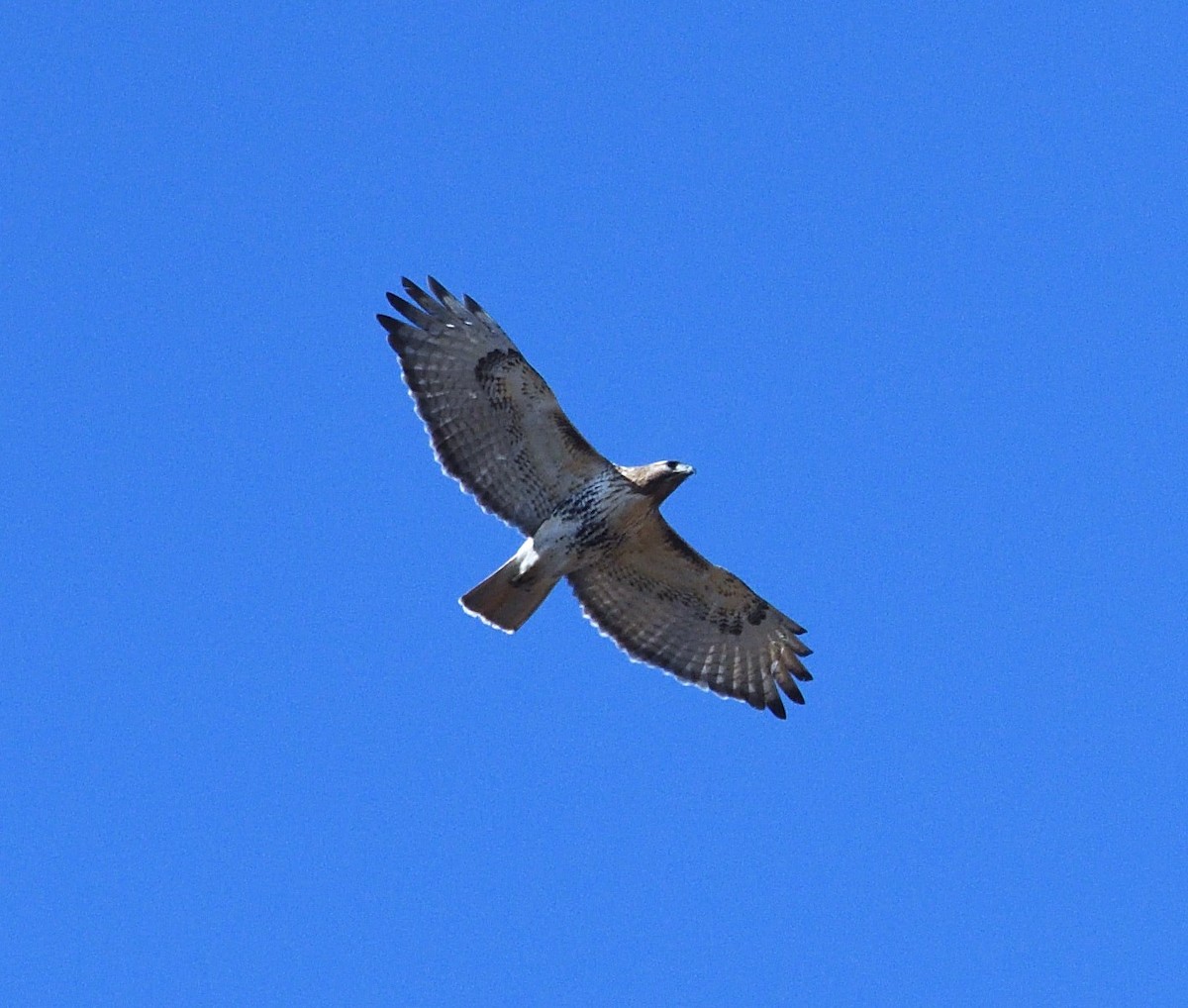 Red-tailed Hawk - ML631466381