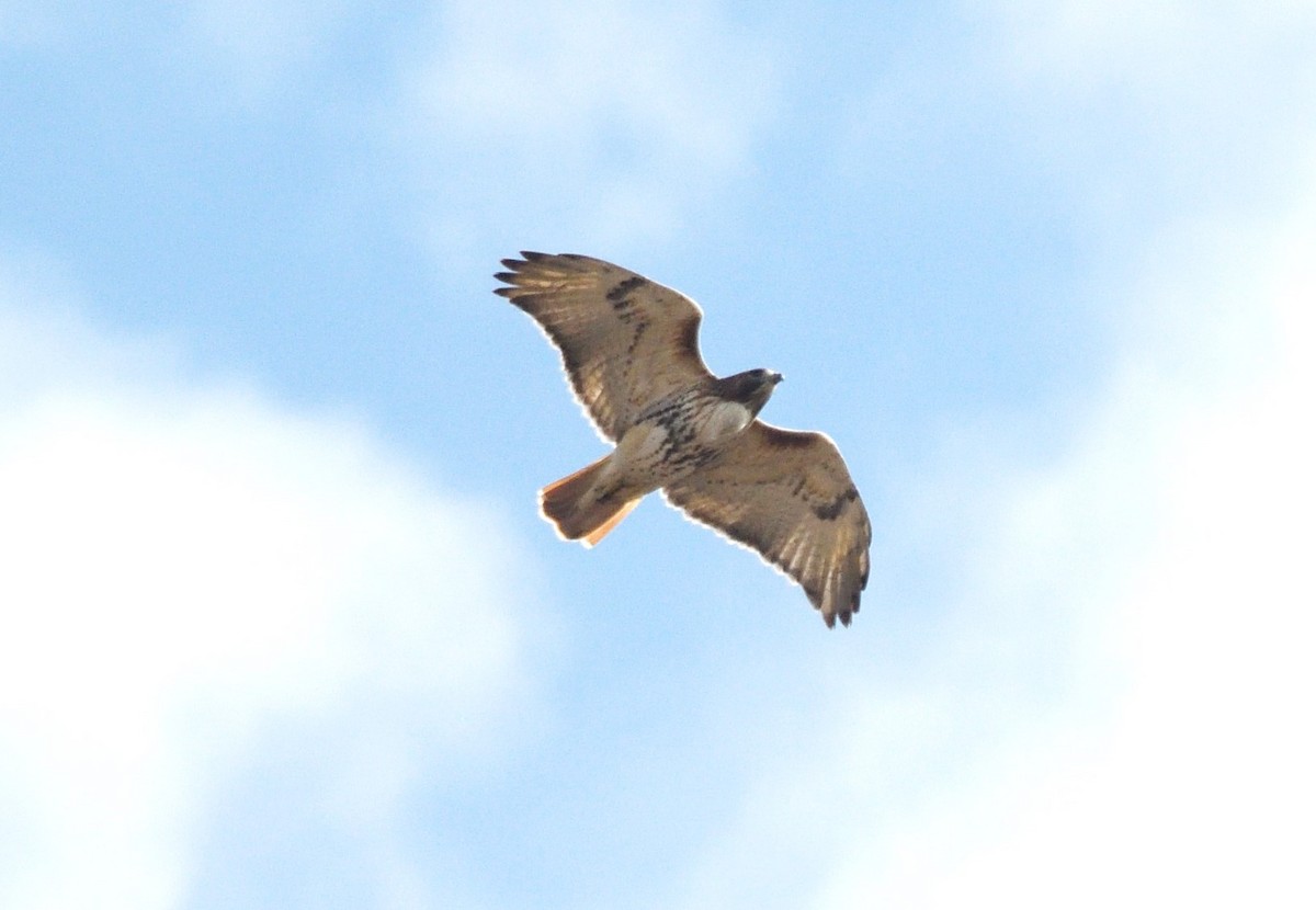 Red-tailed Hawk - ML631466382