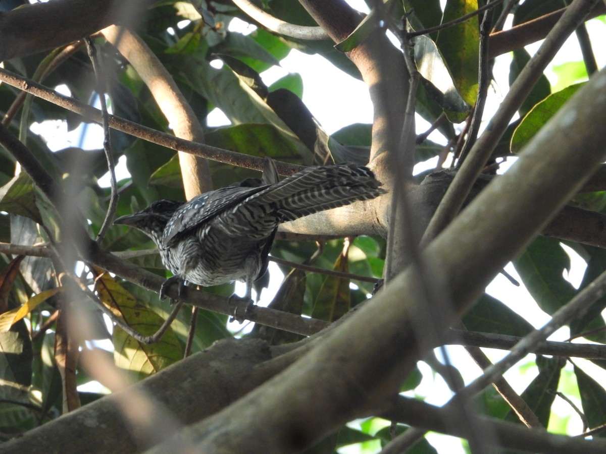 Asian Koel - ML631466522