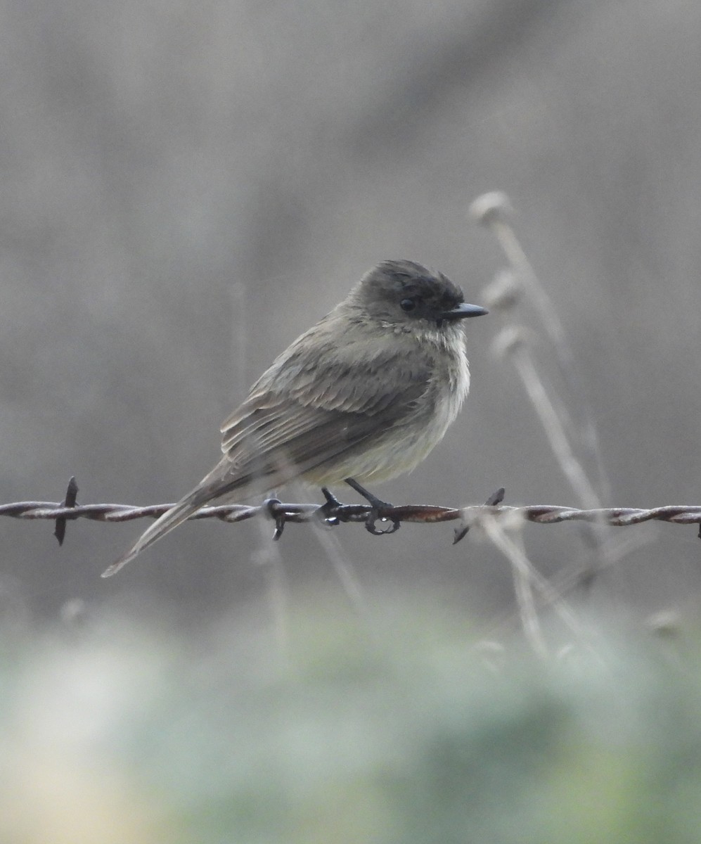 Eastern Phoebe - ML631466695