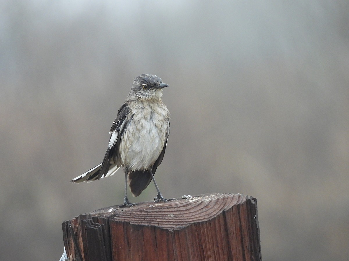 Northern Mockingbird - ML631466700