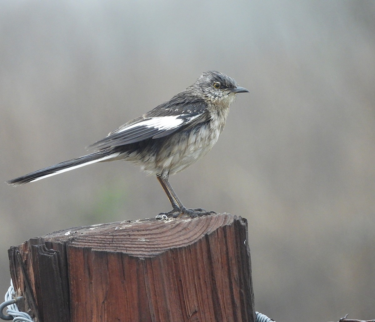 Northern Mockingbird - ML631466703
