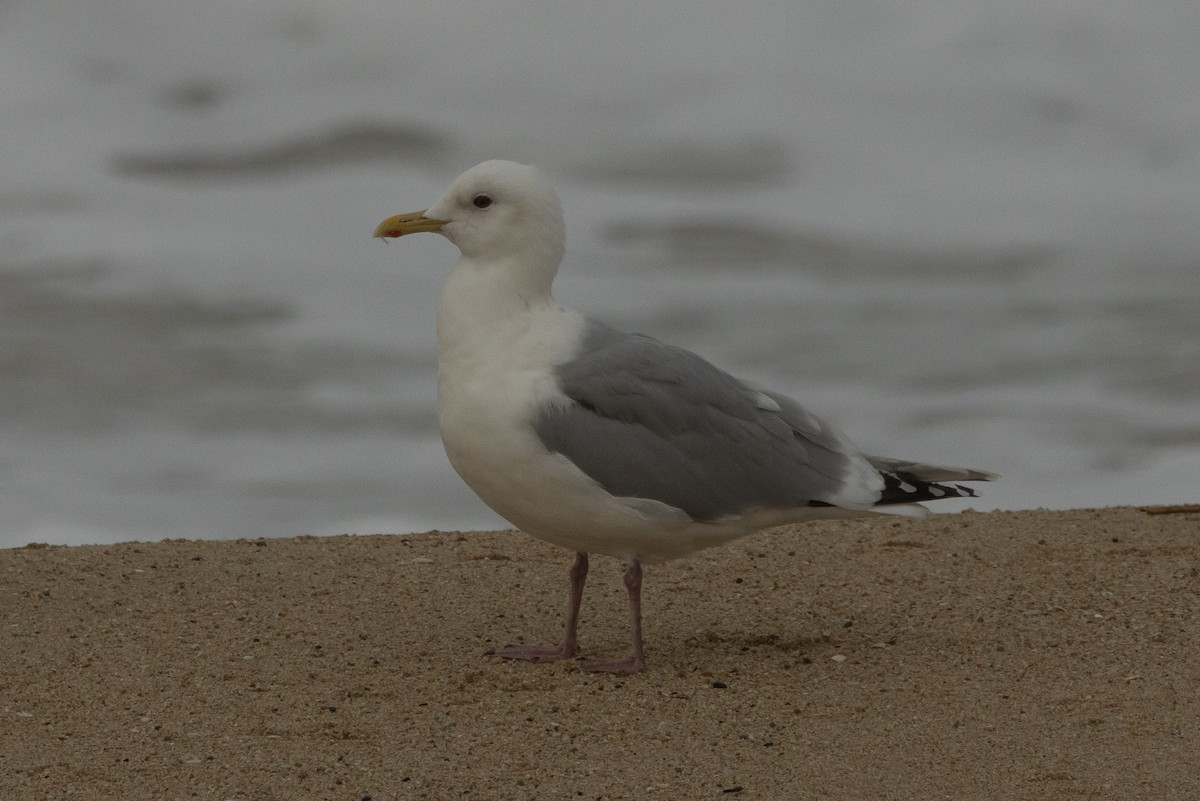 Iceland Gull (Thayer's) - ML631466707