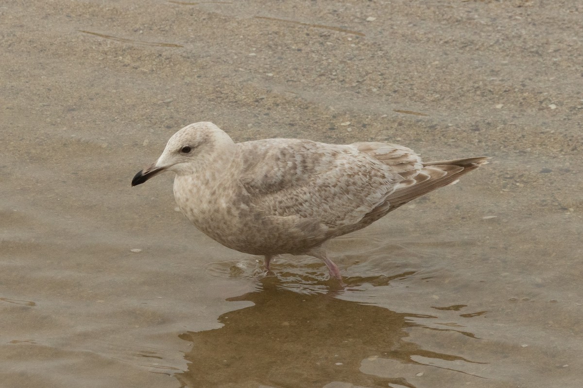 Iceland Gull (Thayer's) - ML631466708