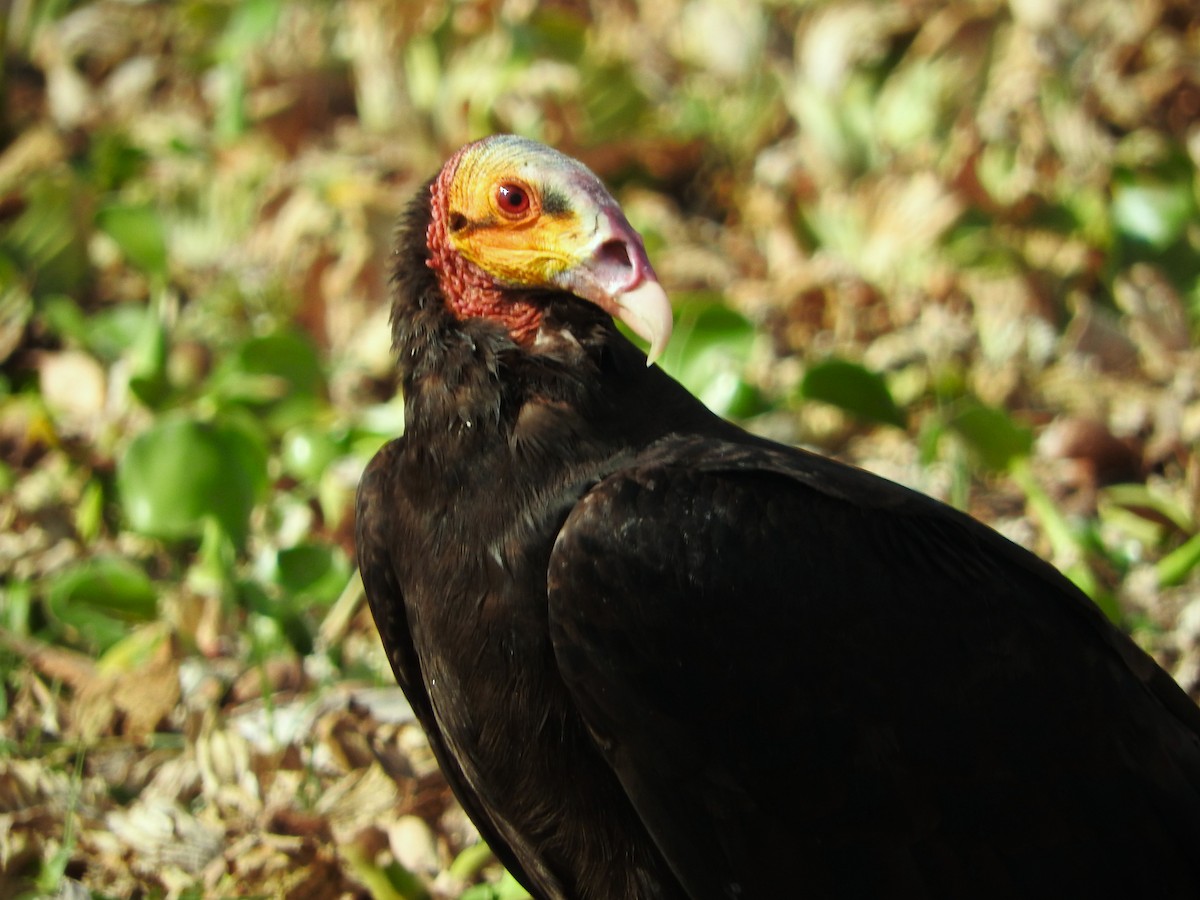 Lesser Yellow-headed Vulture - ML631466756