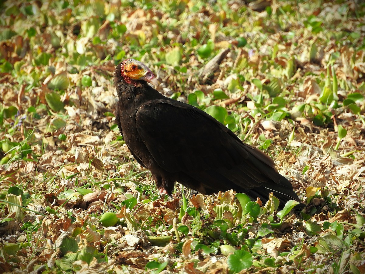 Lesser Yellow-headed Vulture - ML631466757