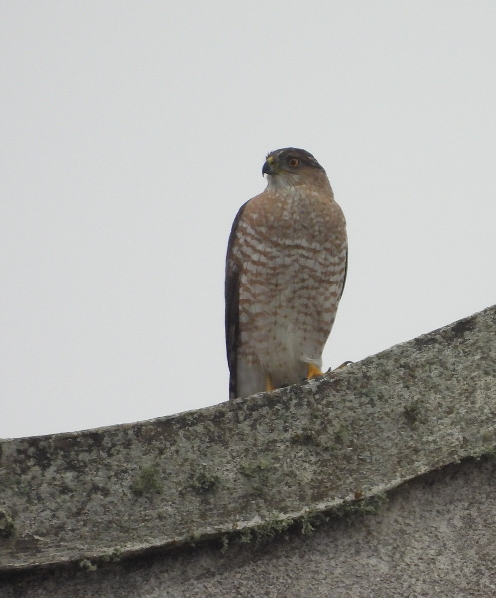 Cooper's Hawk - ML631466763