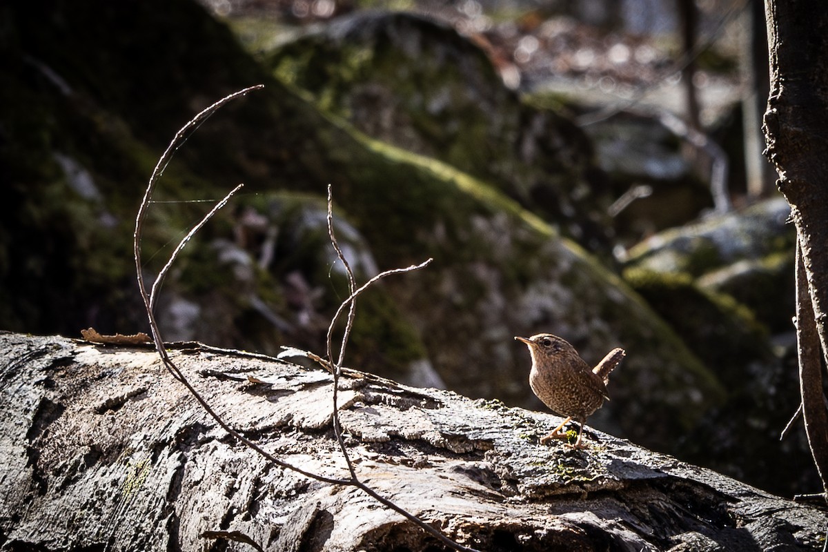 Troglodyte des forêts - ML631466902