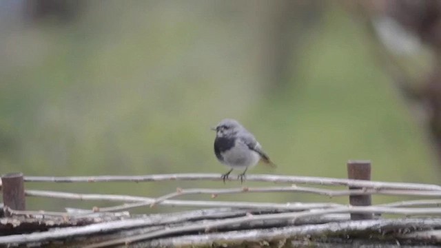 Мойлон гал сүүлт - ML631467043